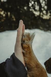 rose-elena-Joint-ventures rose-elena-Joint-ventures