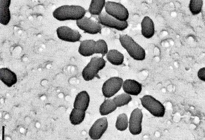 1660254723965 Leahyorganismshape