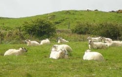 topost_sheep topost_sheep