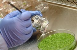 pm0606_transgenics_inoculum pm0606_transgenics_inoculum