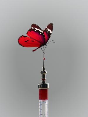 1660318347665 Pm1912syringebutterfly