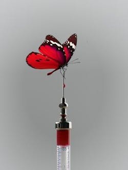 1660318347665 Pm1912syringebutterfly 1660318347665 Pm1912syringebutterfly