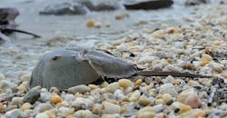 PM1511-EndotoxinFig1 PM1511-EndotoxinFig1