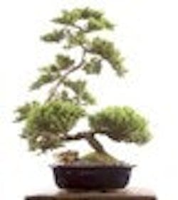 bonsai-tree bonsai-tree