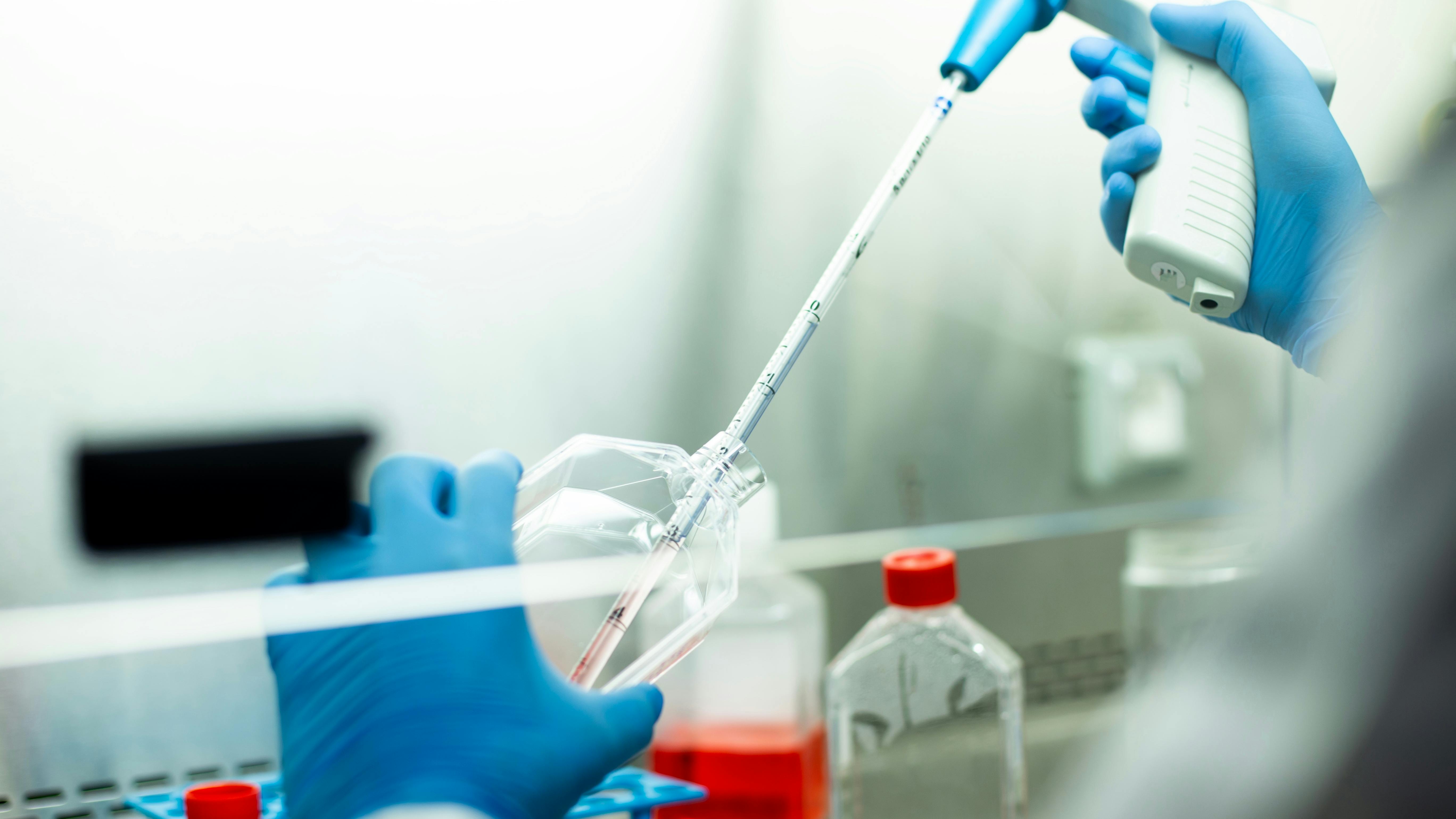 closeup of cell culture at the biosafety cabinet