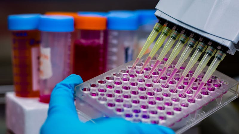 A gloved hand holds a microwell plate being filled with pink liquid using a multi-channel pipette.