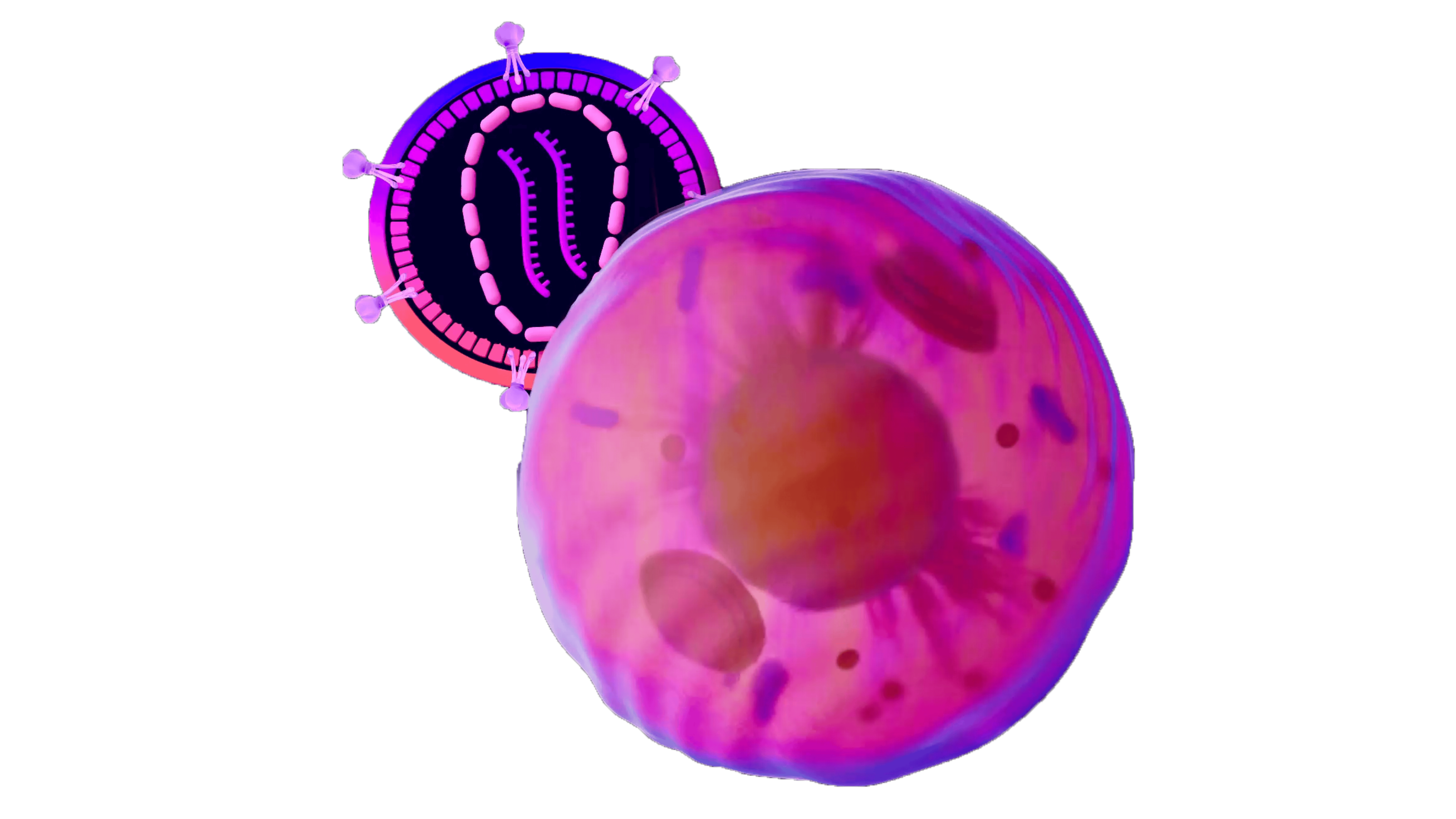 lentiviral vector
