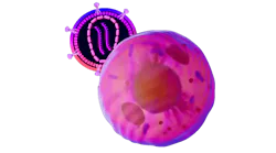 lentiviral vector