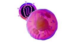 lentiviral vector